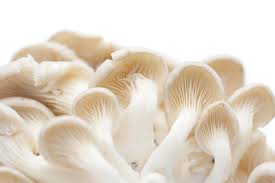 Oyster Mushrooms Fresh Manufacturer Supplier Wholesale Exporter Importer Buyer Trader Retailer in Mulund  India